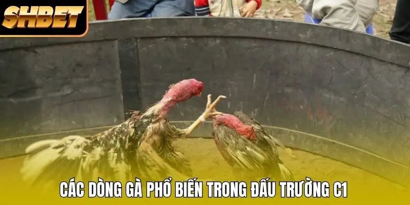 Các dòng gà phổ biến trong đấu trường C1