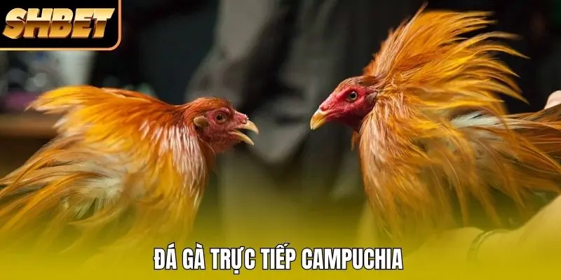 Đá gà trực tiếp Campuchia